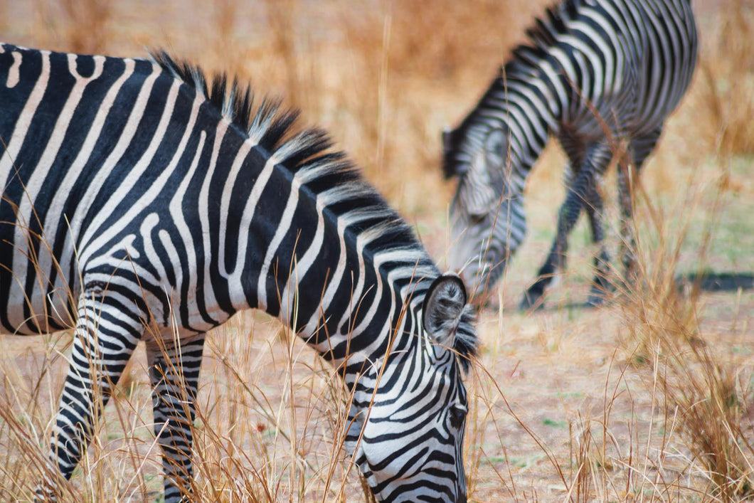 Zebras - Zambia - Lou Jones