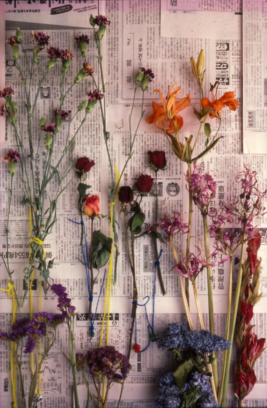 Dried Flowers IV - Lou Jones