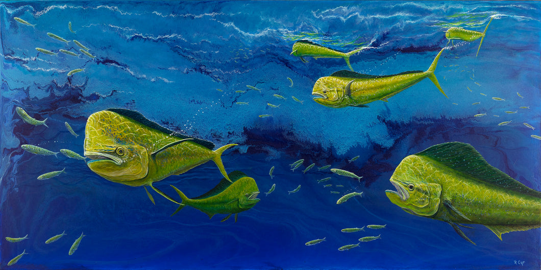 Mahi-Mahi Feeding Frenzy - Robert Cyr